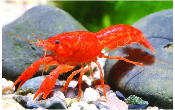 Lobster Healthy And Active Cray Fish Good Size