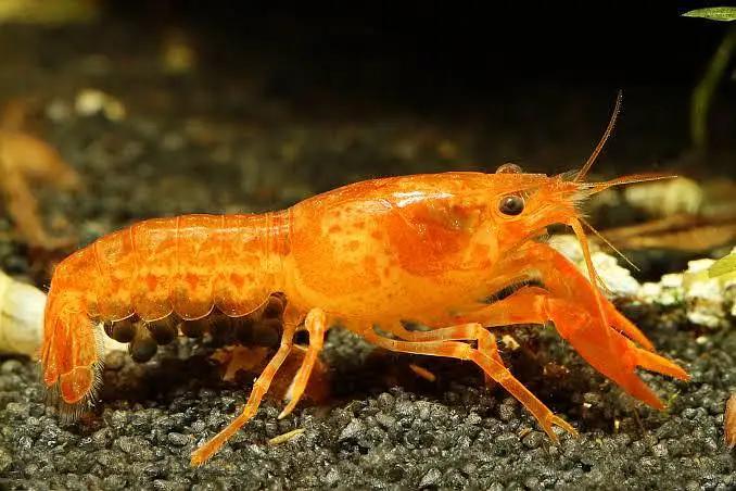 Lobster Healthy And Active Cray Fish Good Size — photo 2