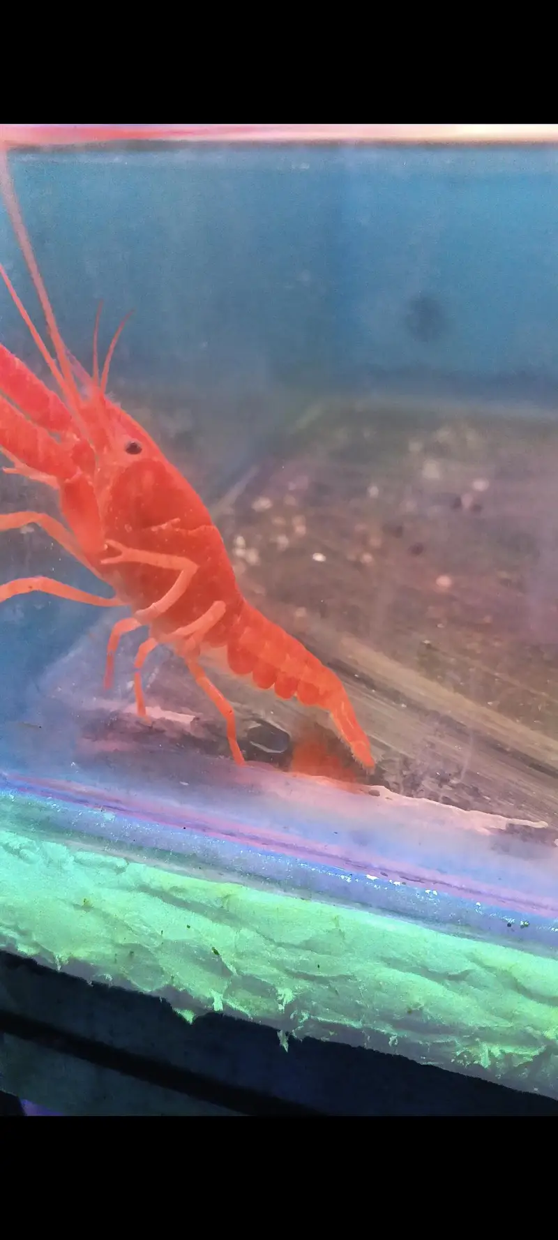 Lobster Healthy And Active Cray Fish Good Size — photo 3