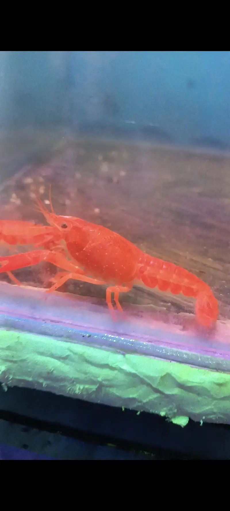 Lobster Healthy And Active Cray Fish Good Size — photo 4