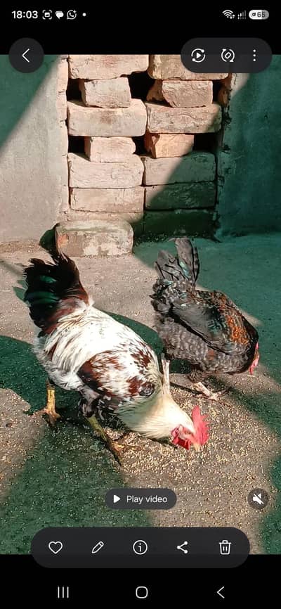 golden misri birds for sale