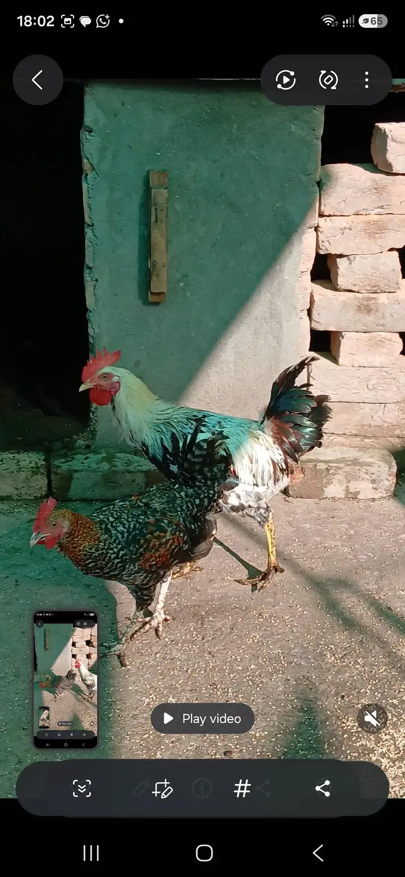 golden misri birds for sale — photo 2