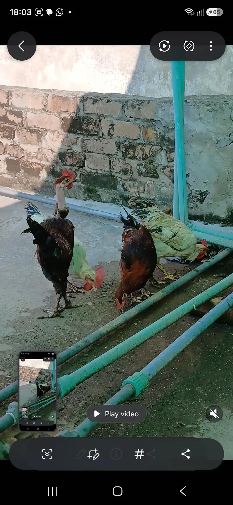 golden misri birds for sale — photo 3