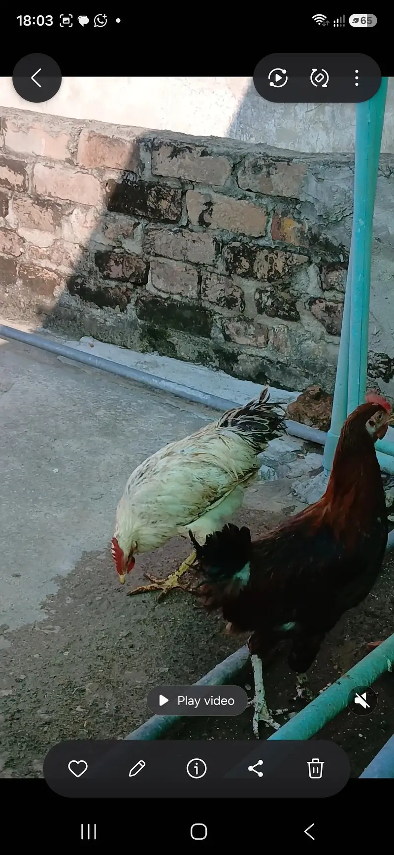 golden misri birds for sale — photo 4
