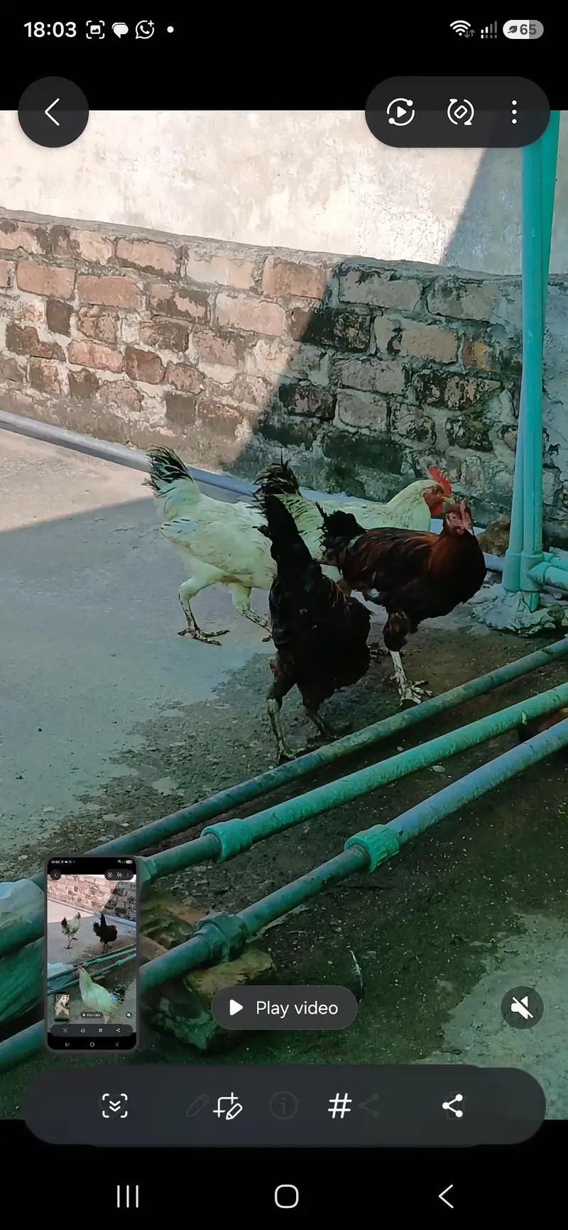 golden misri birds for sale — photo 5