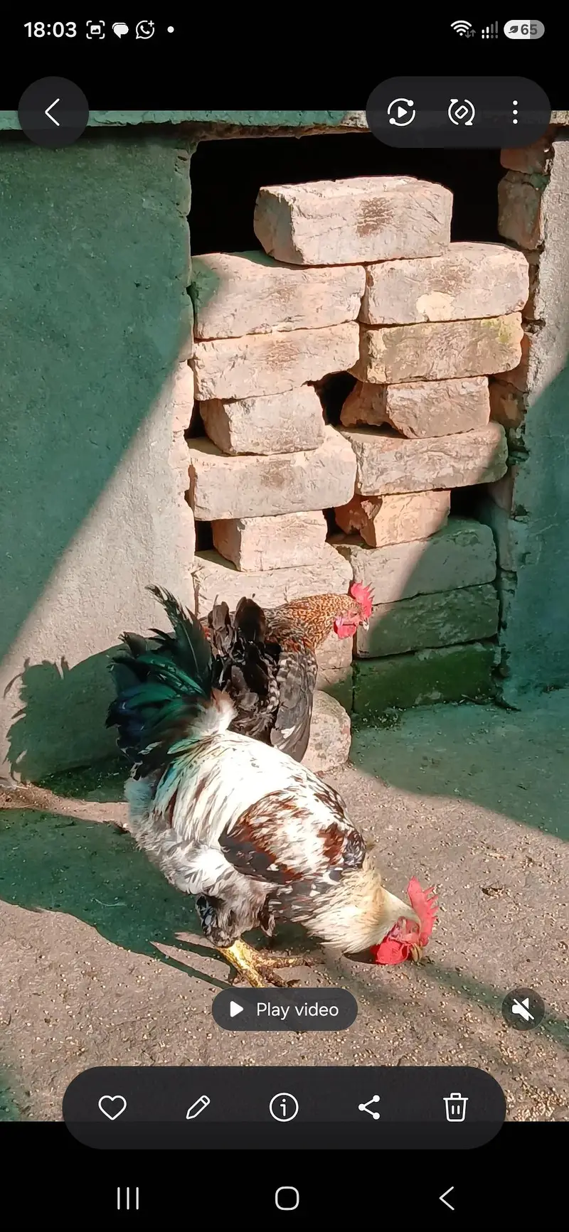 golden misri birds for sale — photo 6