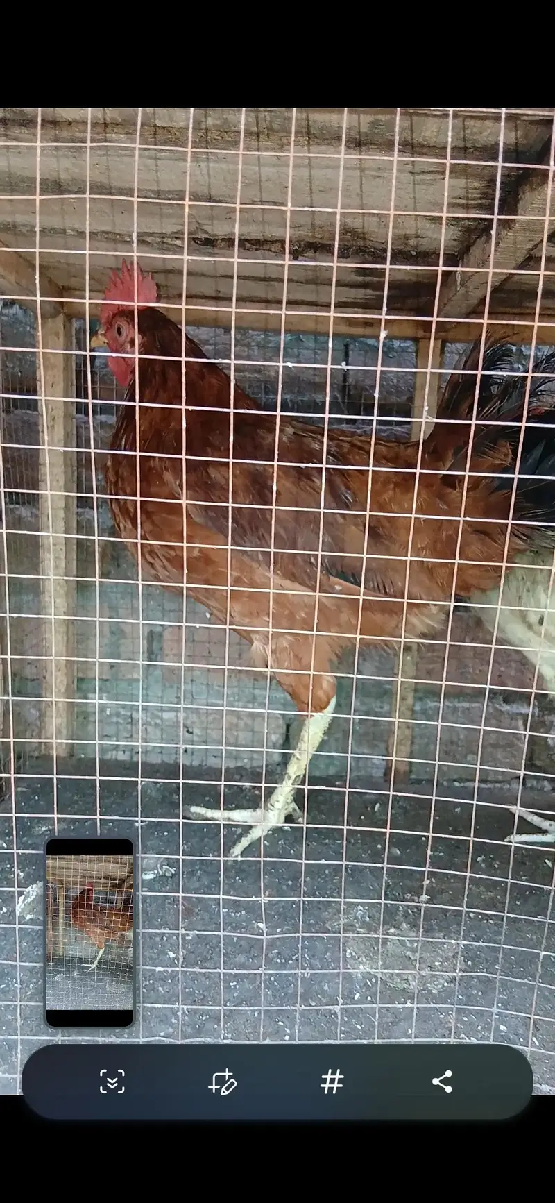 golden misri birds for sale — photo 7