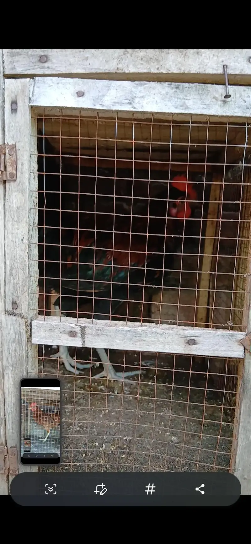 golden misri birds for sale — photo 8