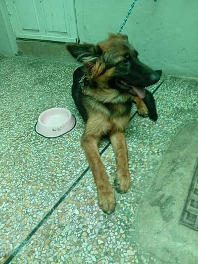 German Shpherd For Sale