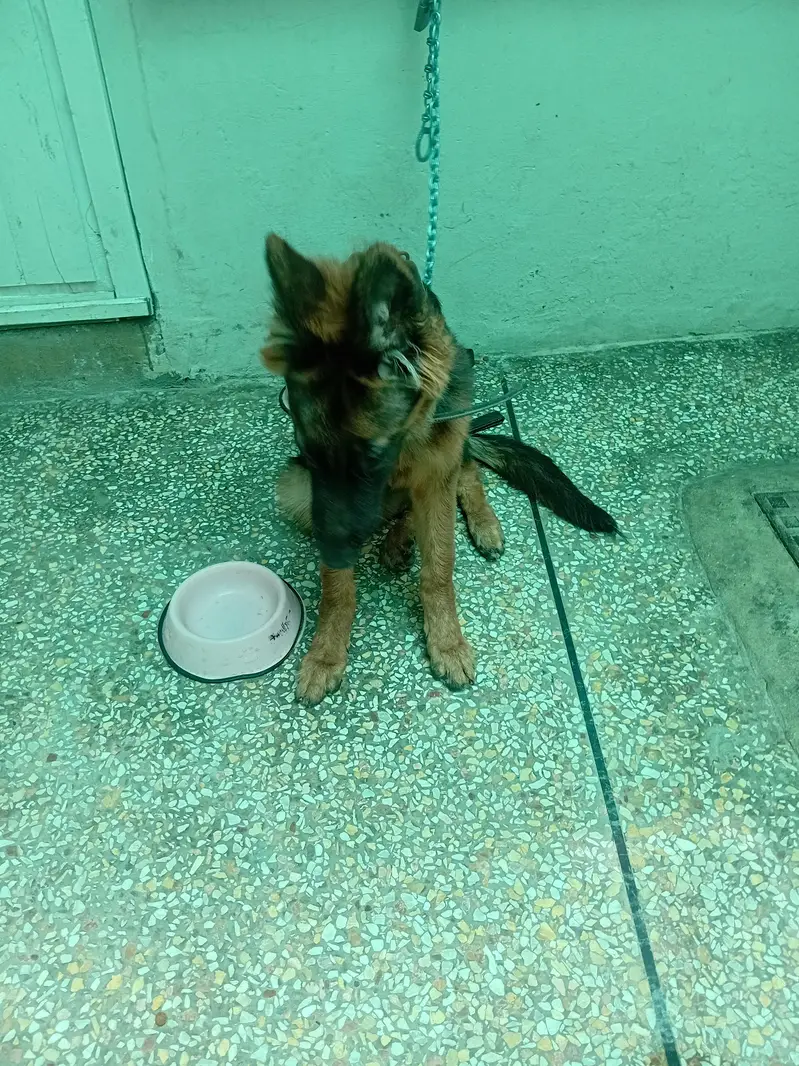 German Shpherd For Sale — photo 2