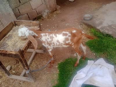 goats for sale with there children's 2 goats have there children's