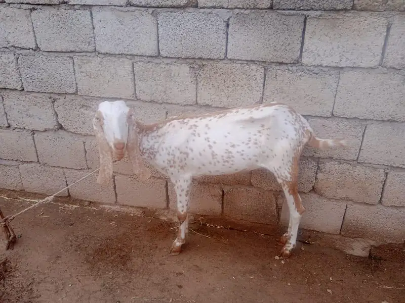 goats for sale with there children's 2 goats have there children's — photo 2