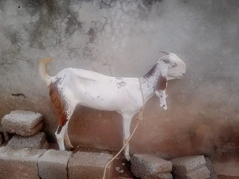 goats for sale with there children's 2 goats have there children's — photo 3