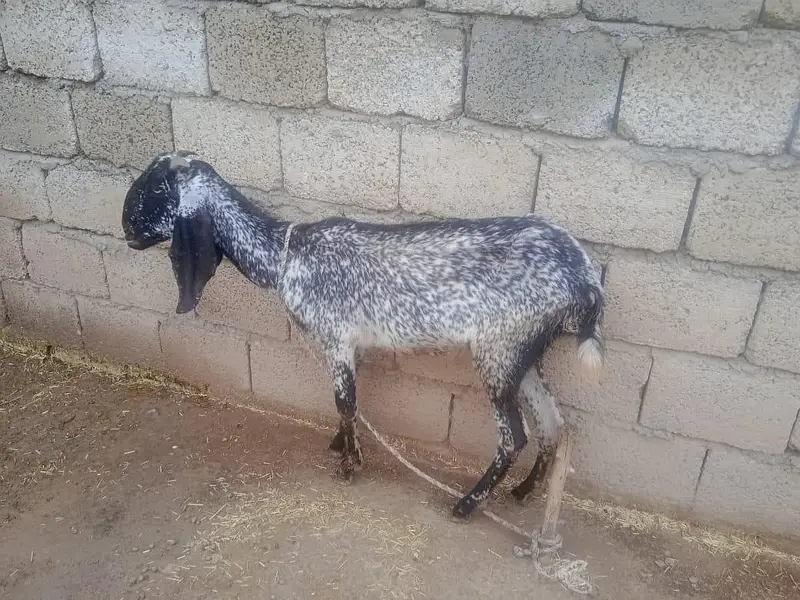 goats for sale with there children's 2 goats have there children's — photo 4