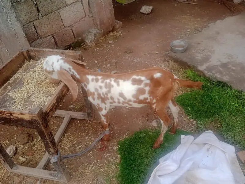 goats for sale with there children's 2 goats have there children's — photo 5