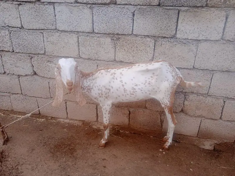 goats for sale with there children's 2 goats have there children's — photo 7