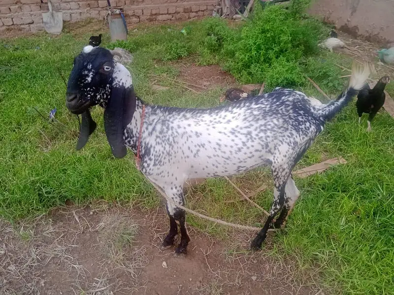 goats for sale with there children's 2 goats have there children's — photo 8