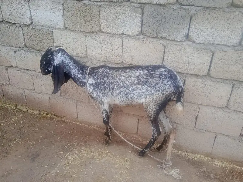 goats for sale with there children's 2 goats have there children's — photo 9