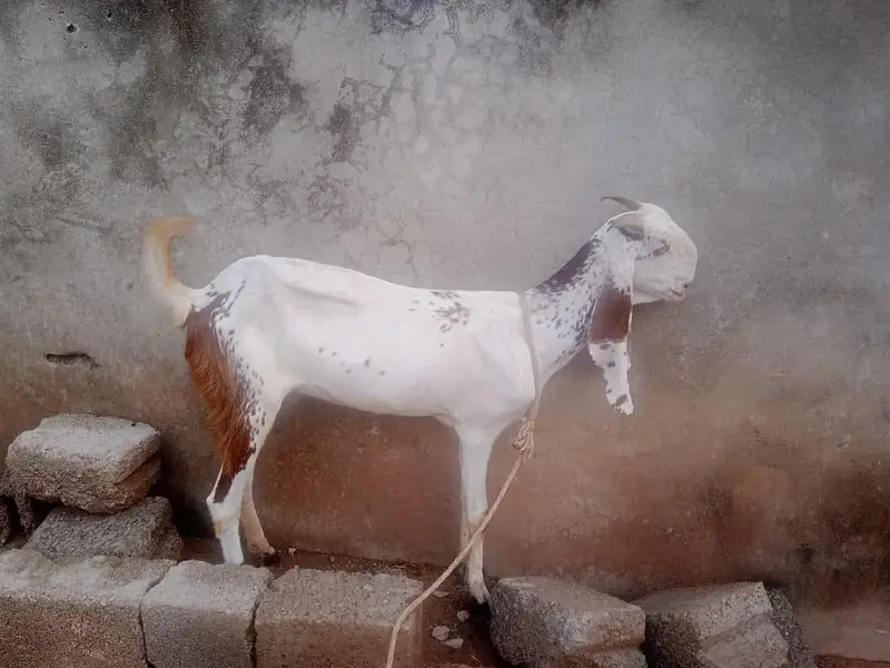 goats for sale with there children's 2 goats have there children's — photo 10
