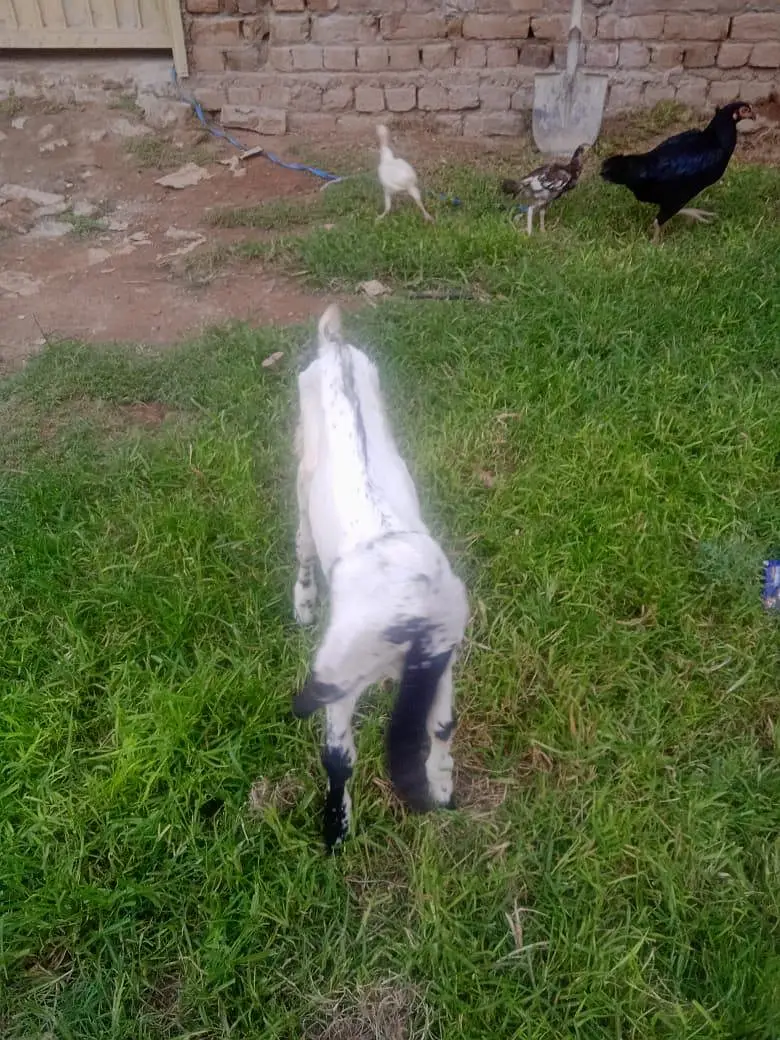 goats for sale with there children's 2 goats have there children's — photo 11