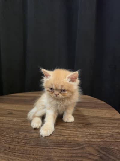 Persian punch face  kitten  for sale