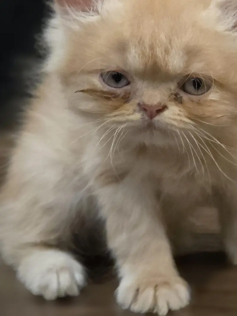 Persian punch face  kitten  for sale — photo 2