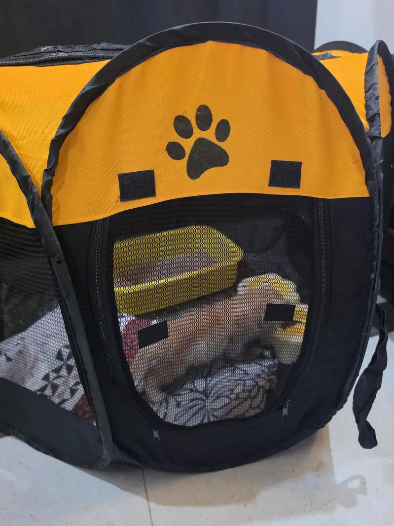 Persian punch face  kitten  for sale — photo 3