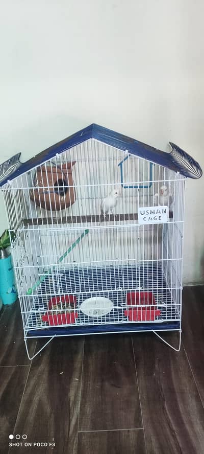 Pair of White Budgie Parrots