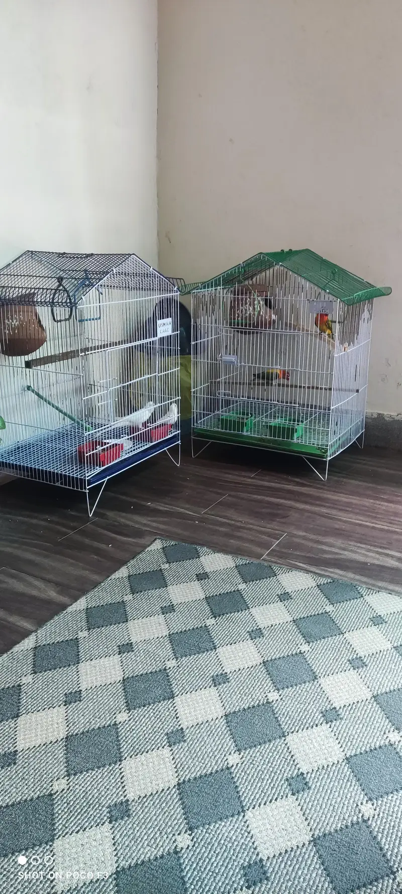 Pair of White Budgie Parrots & Lovebird — photo 3