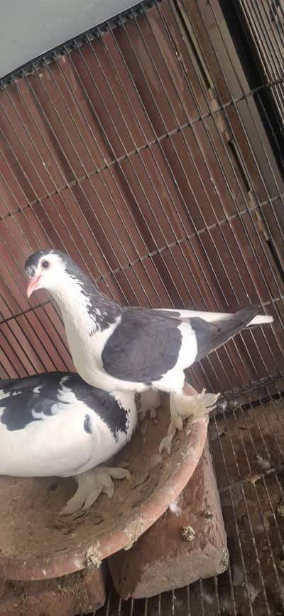 Sai Sharazi breeder pair or mukhi breeder pair