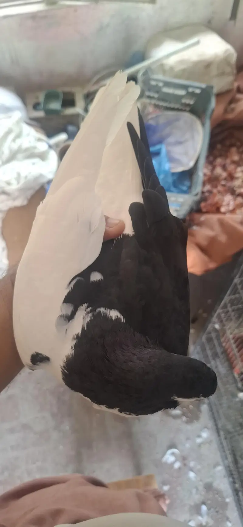 Sai Sharazi breeder pair or mukhi breeder pair — photo 3