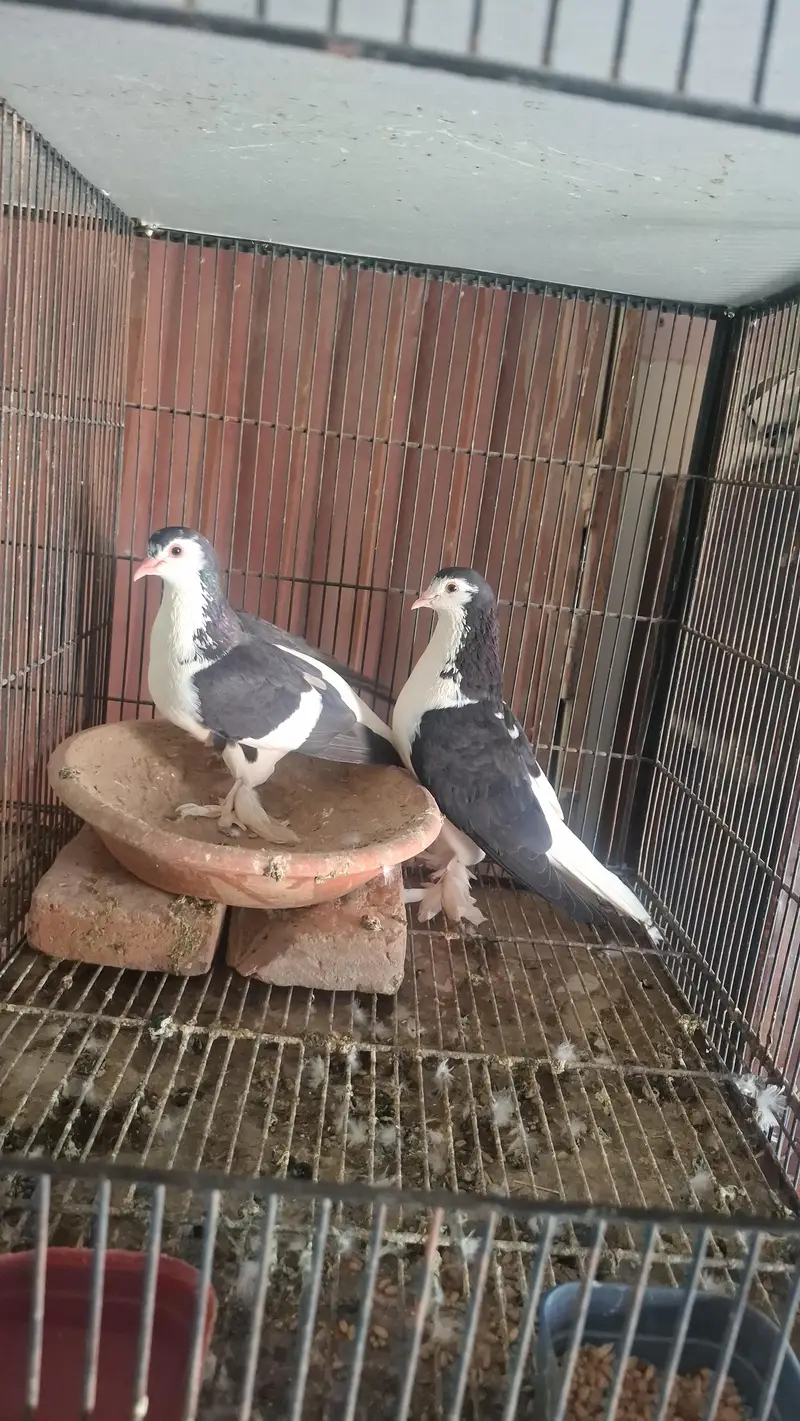 Sai Sharazi breeder pair or mukhi breeder pair — photo 4