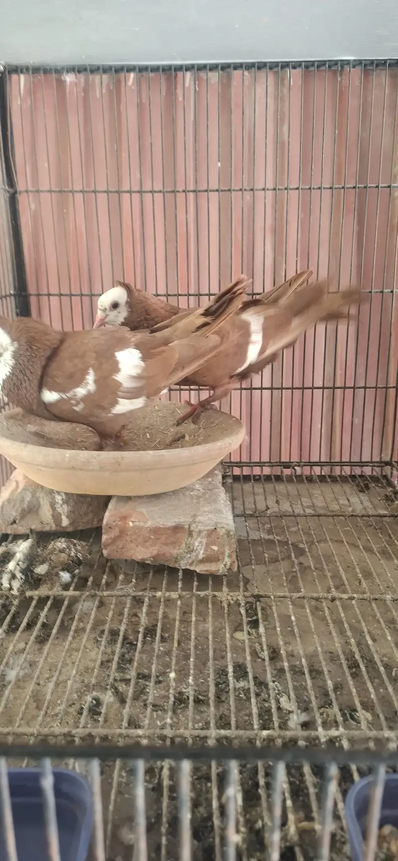 Sai Sharazi breeder pair or mukhi breeder pair — photo 5