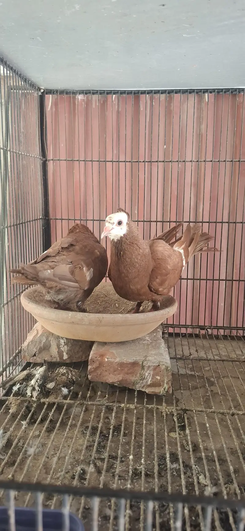 Sai Sharazi breeder pair or mukhi breeder pair — photo 6