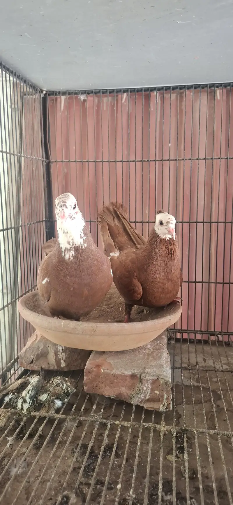 Sai Sharazi breeder pair or mukhi breeder pair — photo 7