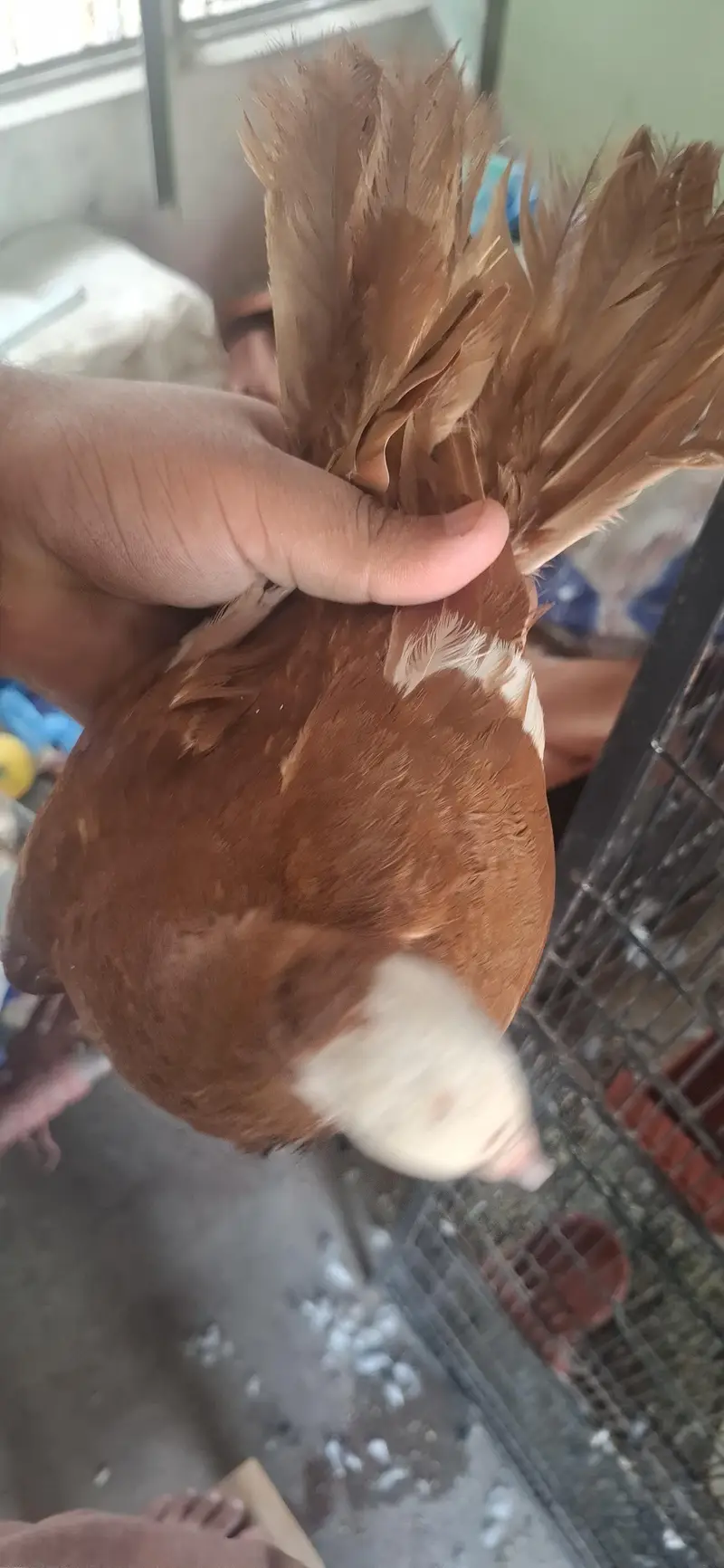 Sai Sharazi breeder pair or mukhi breeder pair — photo 8