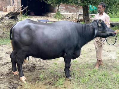 Buffalo Bhains For Sell