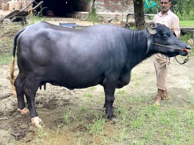 Buffalo Bhains For Sell