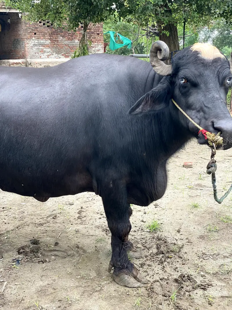 Buffalo Bhains For Sell — photo 2