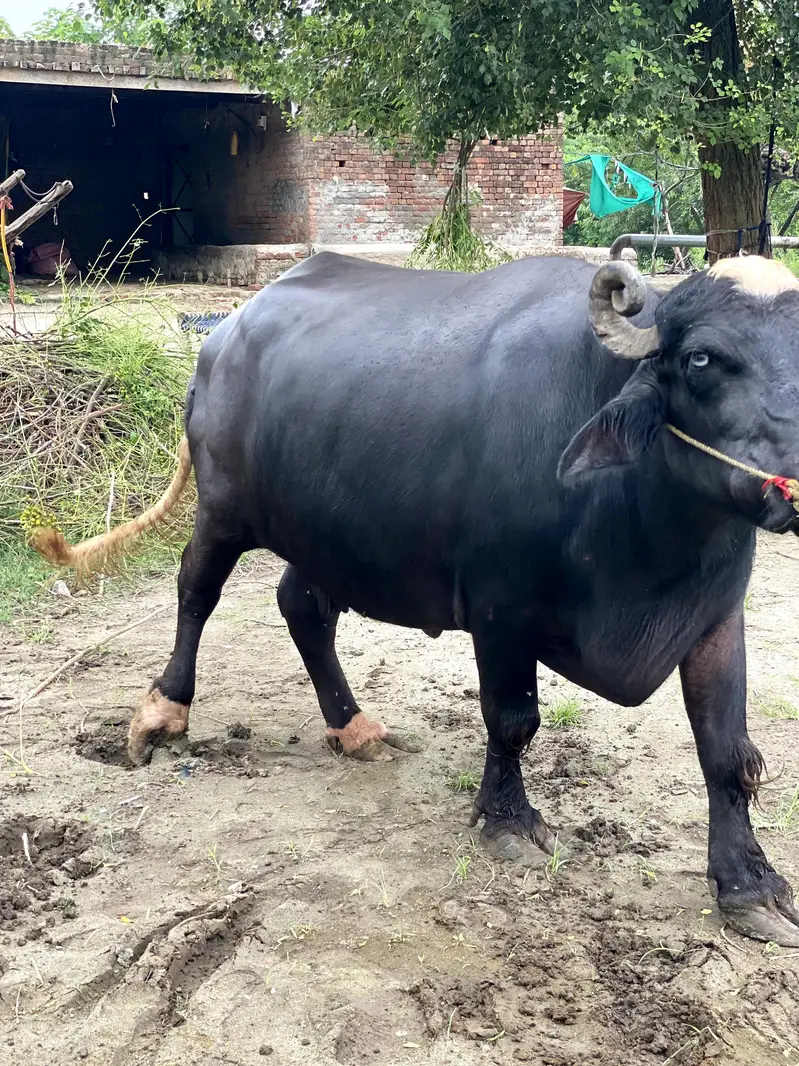 Buffalo Bhains For Sell — photo 3