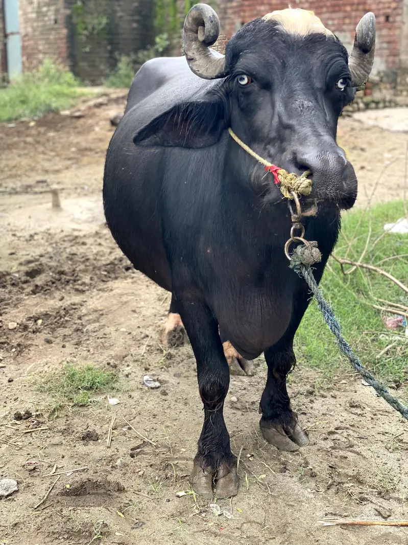 Buffalo Bhains For Sell — photo 4