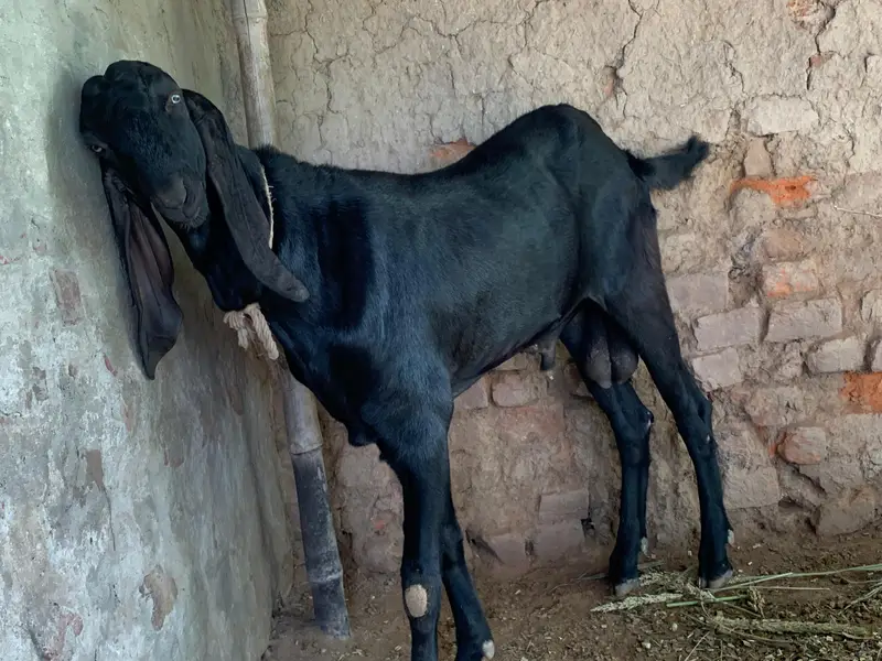 Beetal Breeder — photo 2