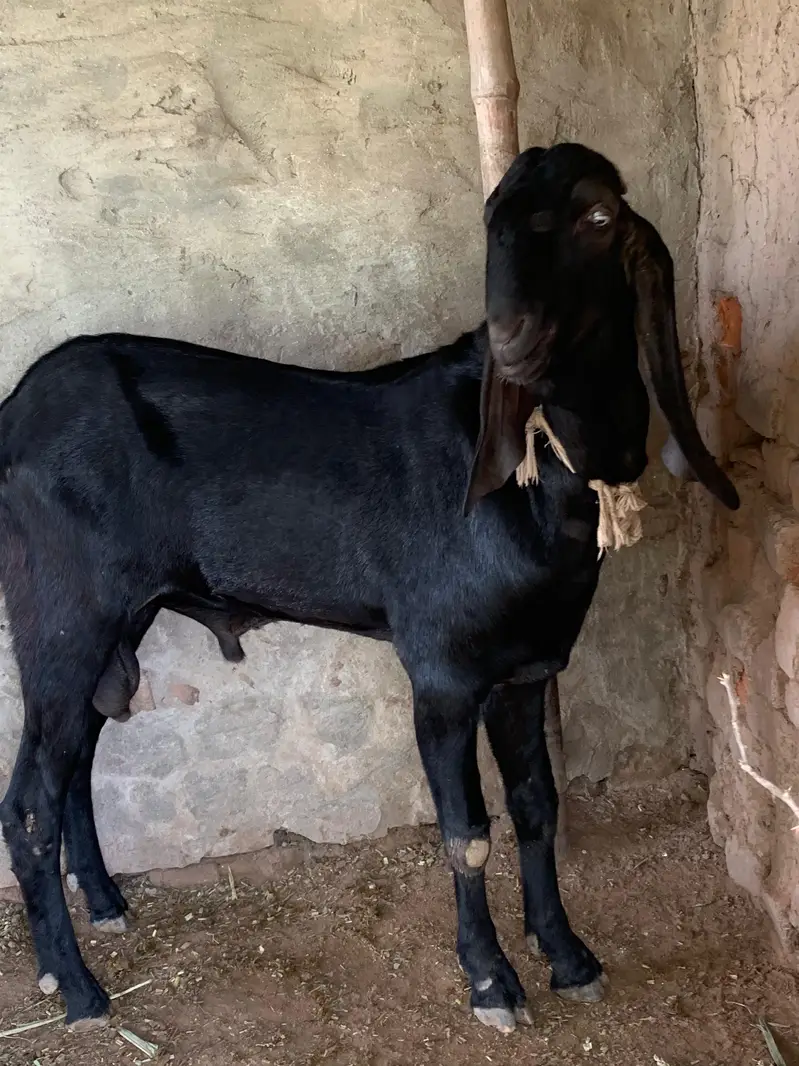 Beetal Breeder — photo 3