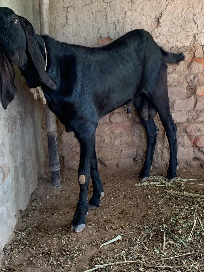 Beetal Breeder — photo 4