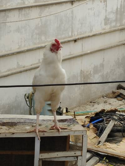 heera Aseel pair for sale