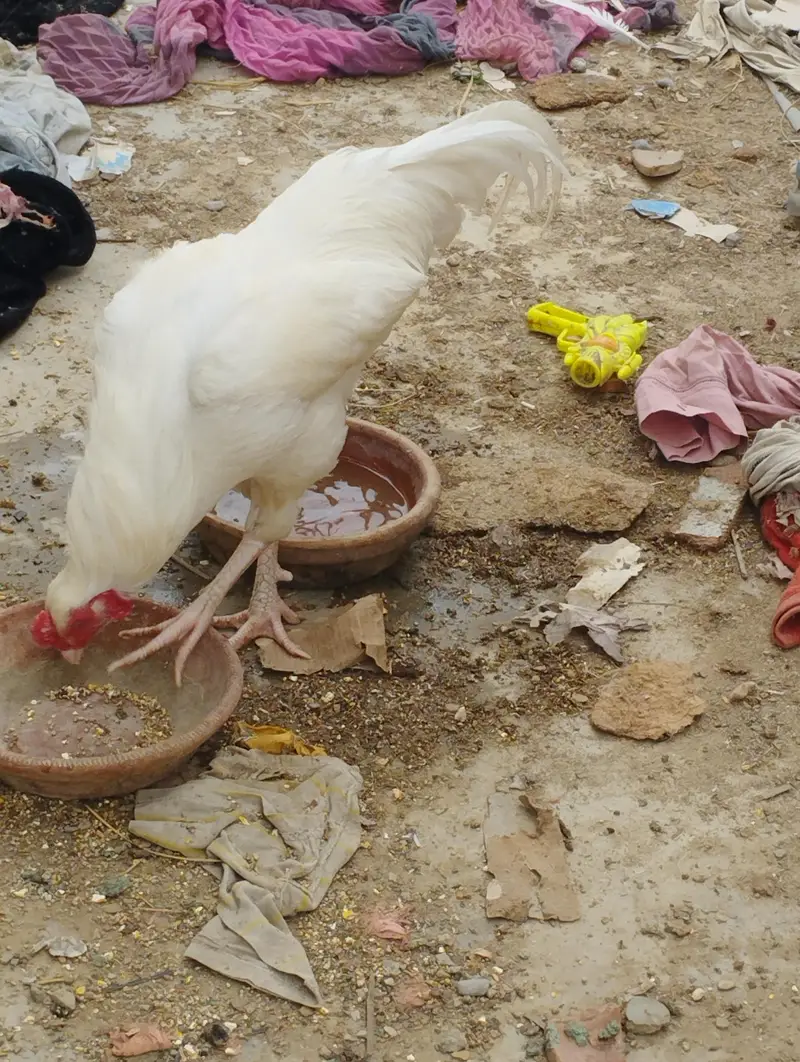 heera Aseel pair for sale — photo 3