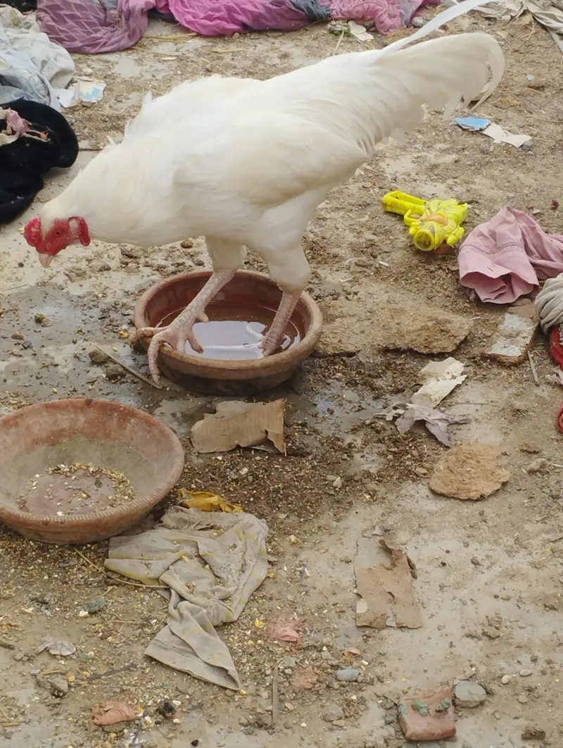heera Aseel pair for sale — photo 4