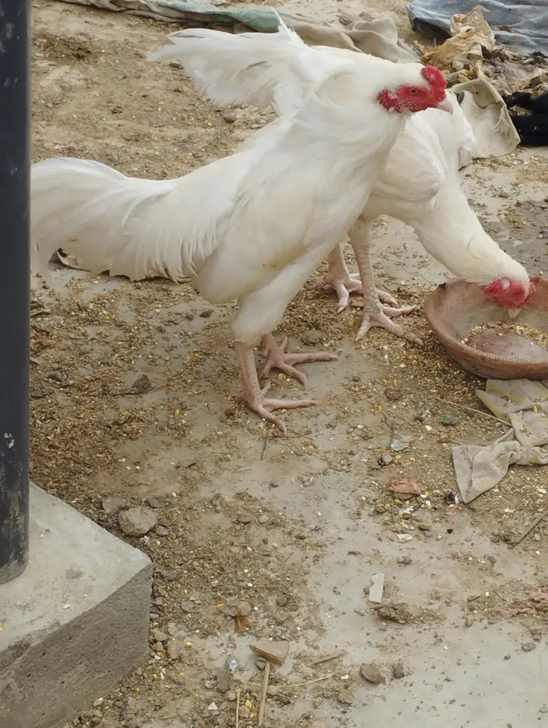 heera Aseel pair for sale — photo 5