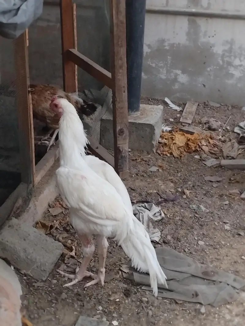 heera Aseel pair for sale — photo 7