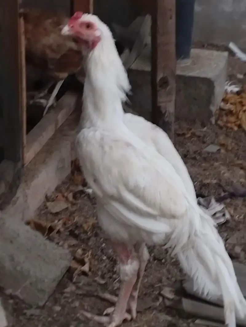 heera Aseel pair for sale — photo 8